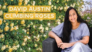 9 Beautiful Climbing David Austin Roses You Need In Your Garden [upl. by Sou]