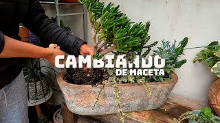 Cambiando Mis Plantas de Maceta Facilmente  Planta Me [upl. by Traver]