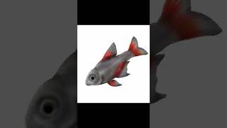 Bloodfin Tetra  my daily drawing on mobile  dmvid222  shorts [upl. by Reniti]