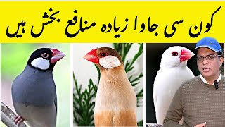 Which Java Mutation give more Profit  How to Start Java Finch Farming  Java Finch Business Plan [upl. by Nita]