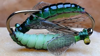 Caddis PupaFly Tying Caddis Pupa [upl. by Inva]