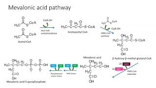 Mevalonic pathway [upl. by Anitsirhc506]