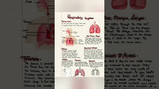 Respiratory system physiology and anatomy [upl. by Selma]