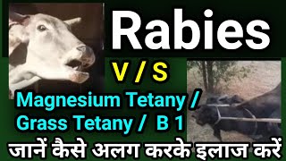 Rabies VS Magnesium Tetany  Grass Tetany in Cattle Buffalo [upl. by Schafer]