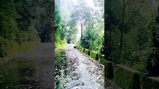 Kalimpong view 😍youtubeshorts trending reel reelstrending song hindisong bollywoodsongs [upl. by Brod]