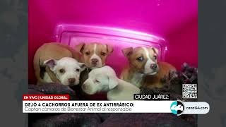 Dejo 4 cachorros afuera de ex antirrábico [upl. by Rey]