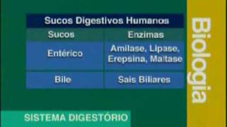 Biologia  Sistema Digestivo  Parte 2  2 [upl. by Vere]