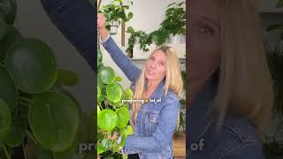 Fast growing and Bushy Chinese money plant pileapeperomioides Care Tips [upl. by Chapland]