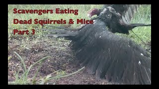 Wildlife Footage  Scavengers Eating Squirrels amp Mice Part 3 [upl. by Sihon]