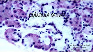 Glándula Salival submandibular Hematoxilinaeosina y tricrómico [upl. by Aicelav]