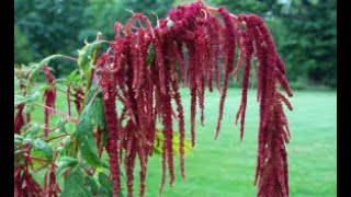 Kastoyan Amaranthus caudatus [upl. by Cassius]