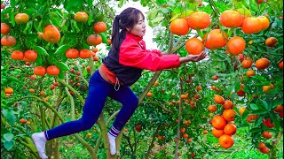 Harvest Orange  On A Cold Day Goes to the market sell [upl. by Aerbma]