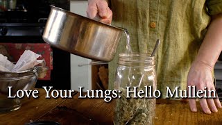 Love Your Lungs How To Make a Potent Mullein Infusion [upl. by Trudie835]