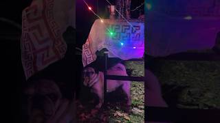 قلومبه پارتی گرفته؟ beautiful pug سگ footballer pets باحال ronaldoronaldo bulldog [upl. by Tterrab]