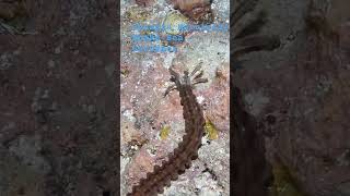 Synapta Maculata Snake Sea Cucumber shorts scubadiving trending ocean underwater viralvideo [upl. by Tega343]