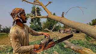 Testing Chinese 100 COPY Stihl Chainsaw  Logging in Extreme Weather  Zar Auto [upl. by Mendez]