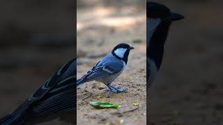 Cinereous Tit viralreels viralshorts viralvideos birding naturelovers birds birdwatching [upl. by Cybil]