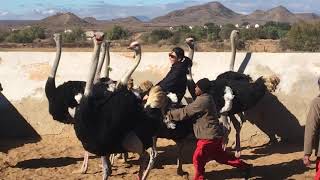 【South Africa】Riding an Ostrich [upl. by Analah]