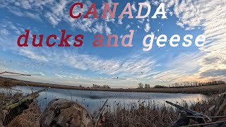 Combo Duck and Goose Hunts in Canada [upl. by Bearce]