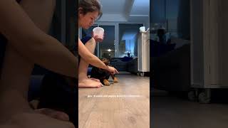 Rottweiler Puppy Working On Training [upl. by Leaper892]