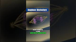 How kinetochores move chromatids in Anaphase [upl. by Oinesra]