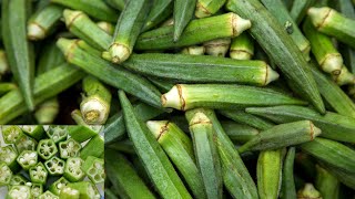 Health Benefits Of Okra  Okra Benefits  Okra Water Benefits [upl. by Caundra]