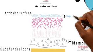 Basic Sciences  Articular cartilage [upl. by Eanert]