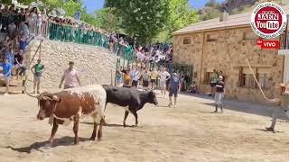 Video resumen Primer gran encierro de reses bravas Pontones 100824 [upl. by Erskine]