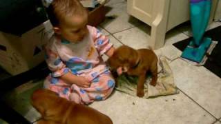 Baby Playing With Several Vizsla Puppies [upl. by Sierra199]