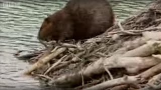 How Do Beavers Build A Dam  BBC [upl. by Dikmen]