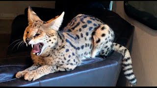 Are Serval Cats Mean [upl. by Dlaniger]