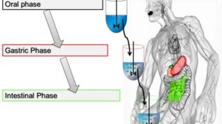 Pepsin Activity Assay for In Vitro Food Digestion 2014 Minekus et al Food amp Function [upl. by Oilime]