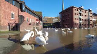 Swans On The Flooded River Severn Worcester Worcestershire UK 25th November 2024 4kvideo 4k [upl. by Junji805]