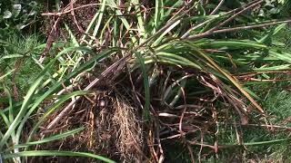 How to move and divide daylilies [upl. by Amend]