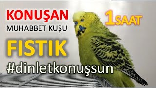 Konuşan Muhabbet Kuşu Fıstık Özel 1  1saat  Kafana takma dinlet konuşsun [upl. by Nollie]