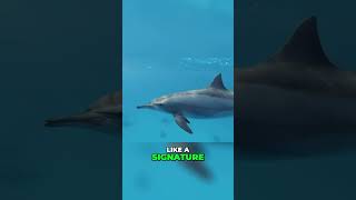 Amazing Dolphins Understanding Their Unique Language and Communication facts amazingfacts [upl. by Aerdnahs]