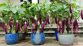 Grow this way and Eggplants produce more fruit than you can imagine [upl. by Chui]