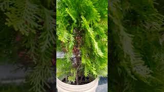 morpankhi plants shortvideo [upl. by Ettedualc]