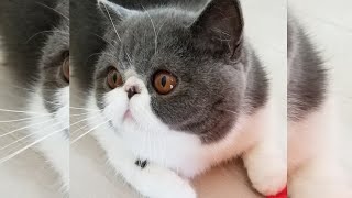 Adorable Exotic Shorthair Cat  8 😍🐱 可愛らしい猫 [upl. by Zilada277]