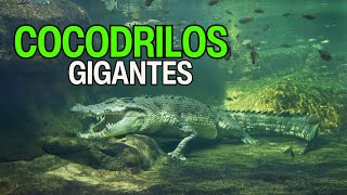 TOP Curiosidades Sobre Los COCODRILOS [upl. by Aryc]