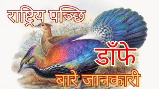 डाँफे बारे जानकारी Lophophorus birds nepal [upl. by Plate]