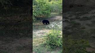 Sloth Bear 🐻 lk wildlife yalasafari foryou viralvideo fyp bear animals [upl. by Euqinamod]