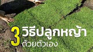 3 วิธีปลูกหญ้าด้วยตัวเอง How to plant the lawn Farm Station [upl. by Einahpit658]