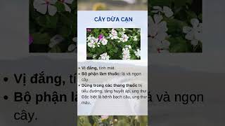 Cây Dừa Cạn Loài Hoa Mộc Mạc với Công Dụng Chữa Bệnh Hiệu Quả  Dr Cường Official [upl. by Tacye275]