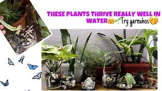 10 Plants You Can Propagate in WaterYi plants panima propagate garnuhoswaterplantspropagation [upl. by Nerrej453]