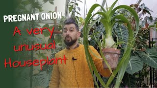 Pregnant Onion Albuca bracteata Care and tips [upl. by Balling]