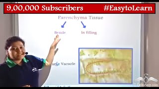 Parenchyma Tissue  Diagram  Functions  Class 9  CBSE  NCERT  ICSE [upl. by Ahtiekahs259]