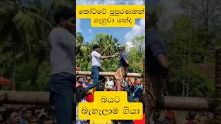 කොහොමද බැලන්ස් කෝට්ටේ පැළුව 😱😱 aurudu krida  aurudu krida joke  aurudu kumariya trending [upl. by Irtimed]