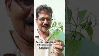 Swertia Chirayita plant ଚିରେଇତା ଗଛ educationalvideo medicinalplants ଔଷଧୀୟବ୍ରୁକ୍ଷknowingplants [upl. by Elocal]