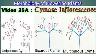 CYMOSE INFLORESCENCE amp ITS TYPES  Definite Inflorescence types  Types of Cymose Inflorescence [upl. by Reehsab818]